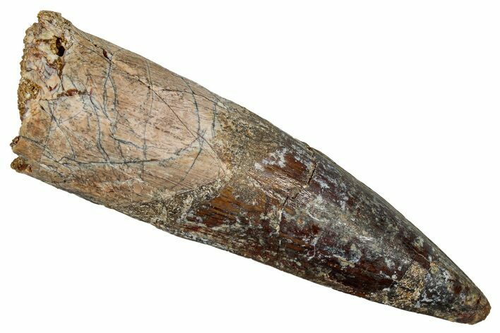 Fossil Spinosaurus Tooth - Real Dinosaur Tooth #344868